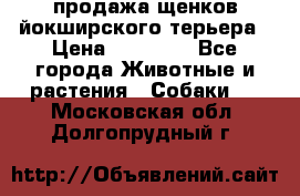 продажа щенков йокширского терьера › Цена ­ 25 000 - Все города Животные и растения » Собаки   . Московская обл.,Долгопрудный г.